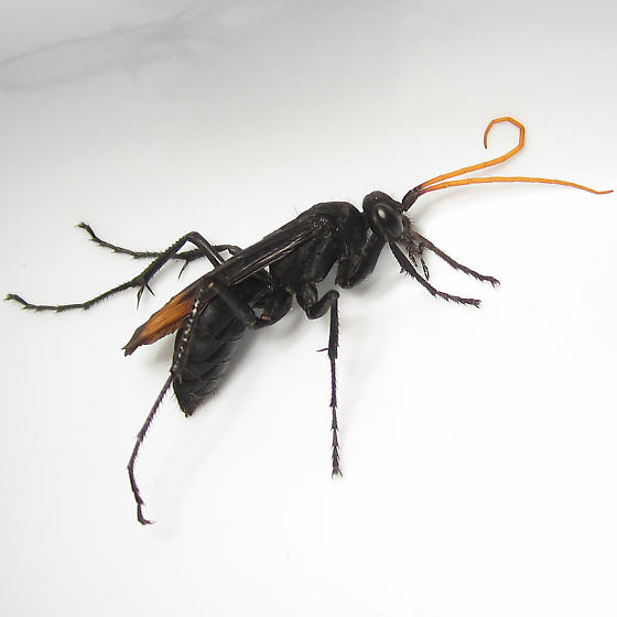 Pompilidae nero con antenne gialle: cfr Cyphononyx bretonii